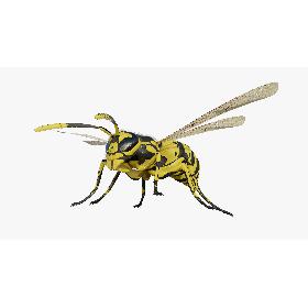Wasp 3D
